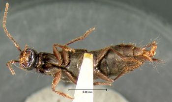 Media type: image;   Entomology 7313 Aspect: habitus ventral view